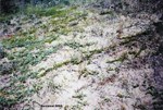 CEAB000181_creepingjuniper_sandgrass_sunlovingsedge