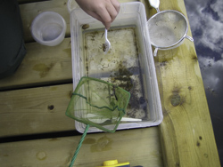 Wetland Discovery