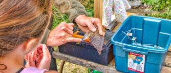 Research & Collection Permit