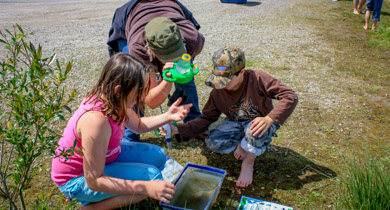 Wetland Bugs