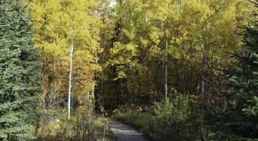 Crimson Lake PP - Trail Into The Forest