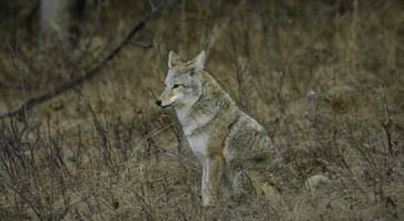 Miquelon Lake PP - Coyote