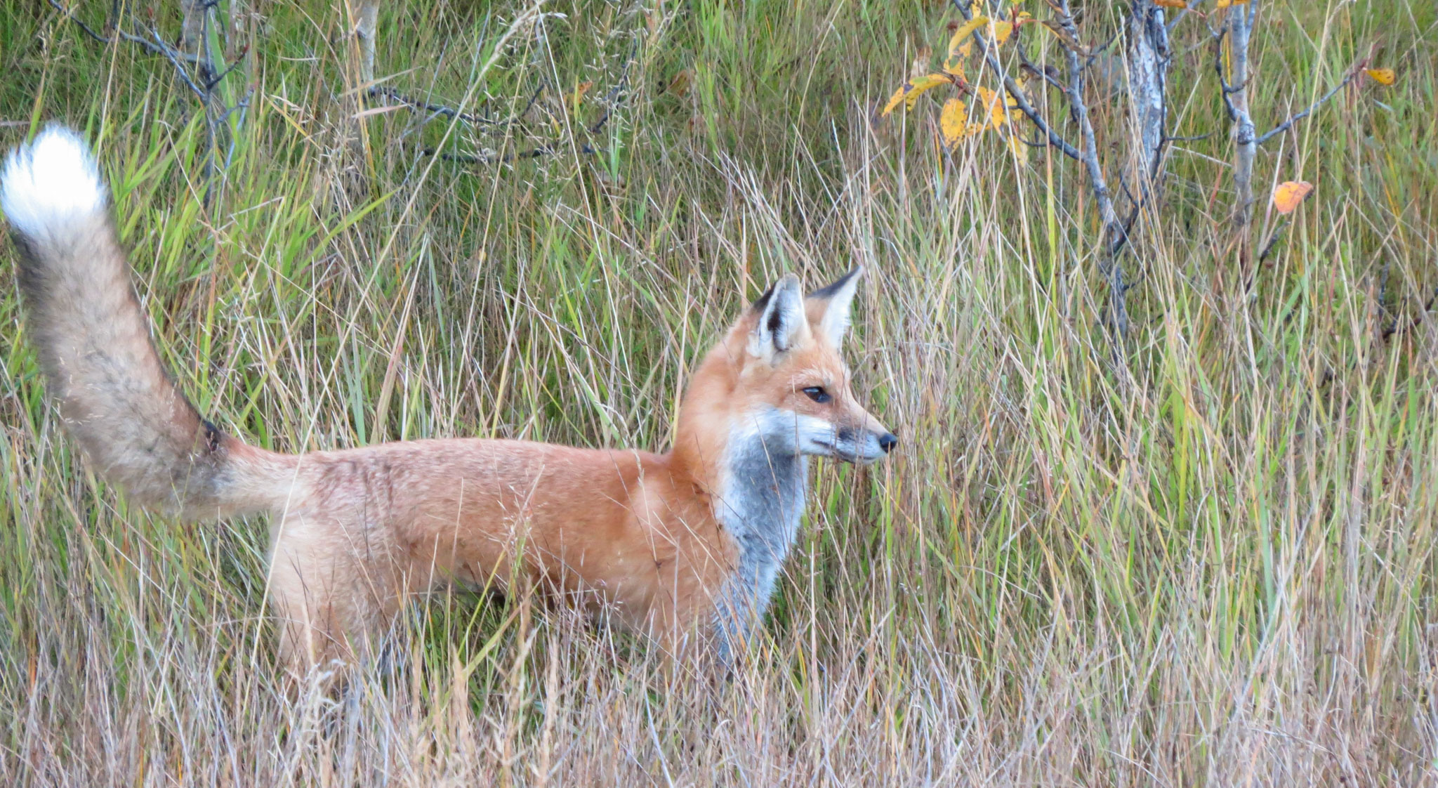 Beauvais Lake PP - Red Fox
