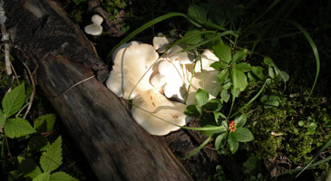 Hidden Worlds (4)