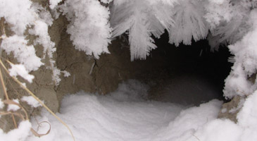 Winter Wonder (2)